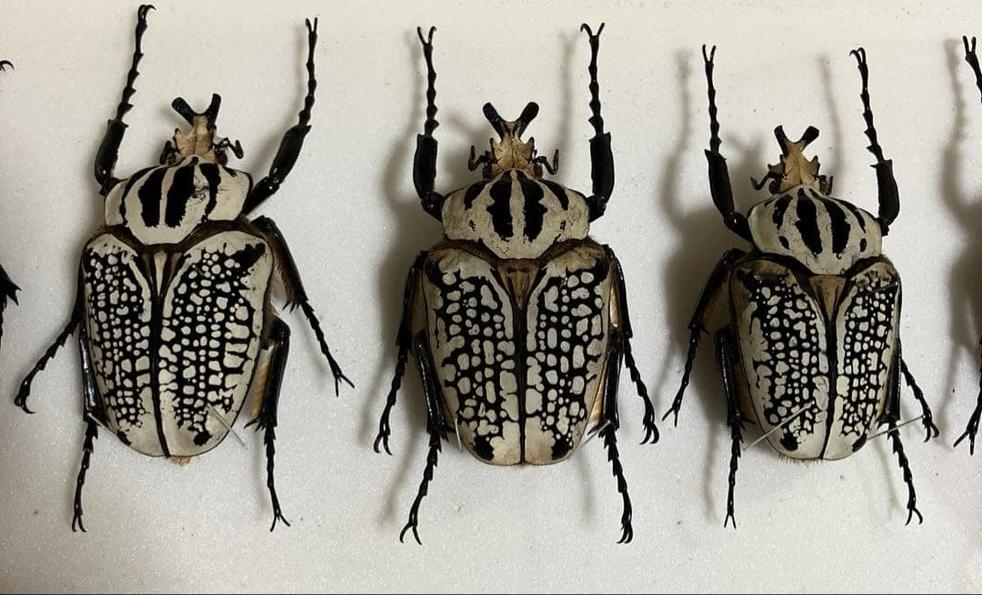 ゴライアスオオツノハナムグリ標本最終値下げ売り切り